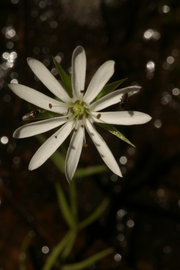 Stellaria angustifolia